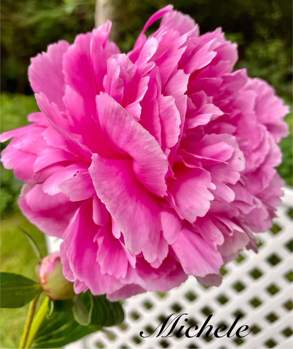 gingerartist1's tweet image. Wishing you a happy new week! ππ»ββοΈπ©·π€ #flowers #MagentaMonday #GardeningTwitter #GardeningX #gardening #mygarden #FlowersOnX #FlowersOfX #FlowerPhotography #flowerpictures #NatureBeauty #FlowersOnMonday