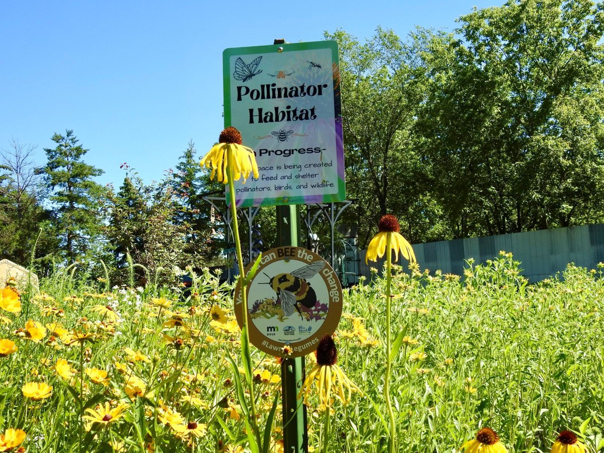MNBWSR's tweet image. Happy #PollinatorWeek2025! Applications for spring 2026 #Lawns2Legumes grants are now being accepted here: buff.ly/qclDy3W . Due date: Nov. 30.
NEWS RELEASE: buff.ly/cImo2cs
Photo contributed by a Lawns to Legumes gardener in Saint Joseph.