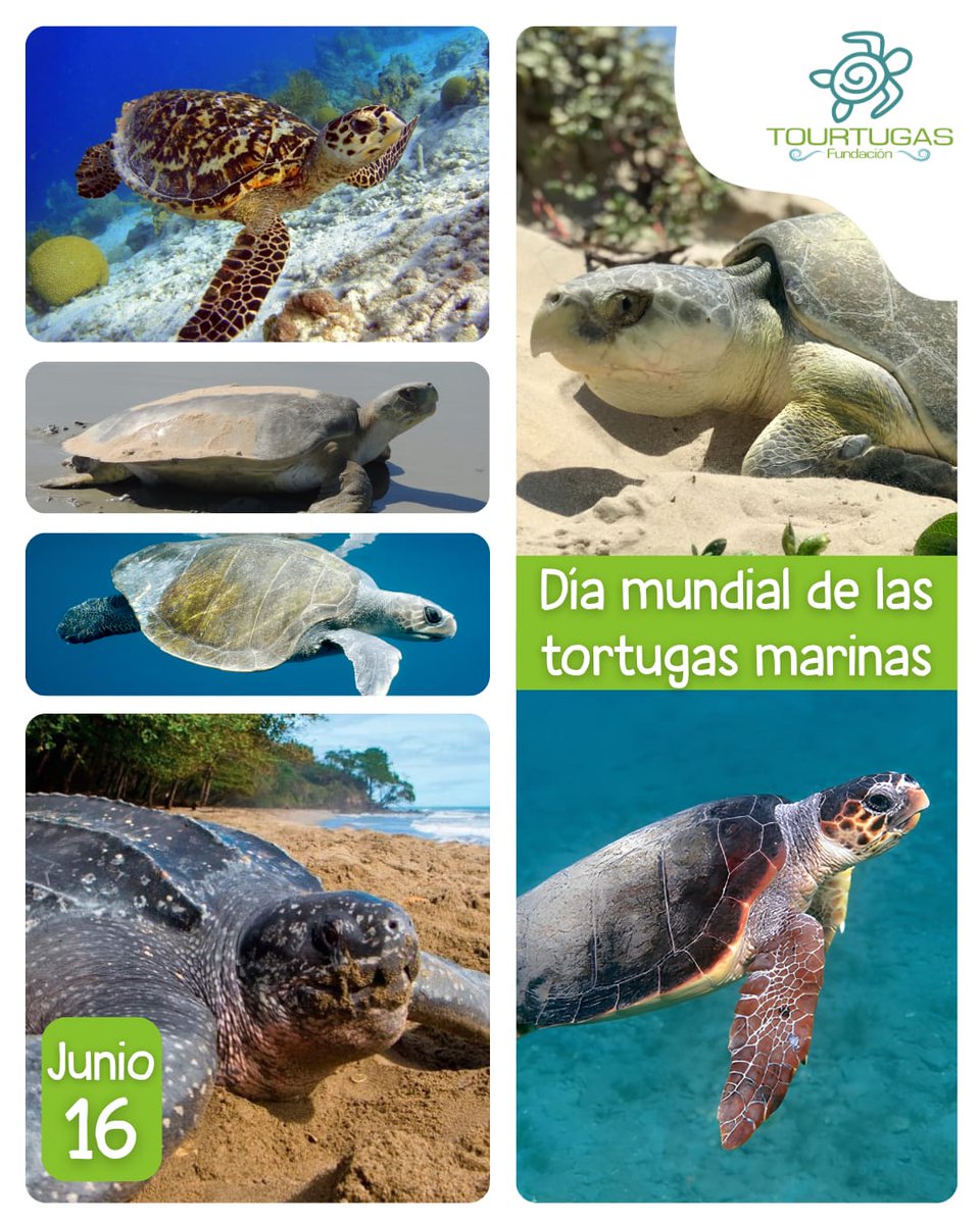🐢🌊 ¡Es hoy!, el #DíaMundialDeLaTortugaMarina  recuerda que en nuestras manos, está que su presencia engalane y cuide los océanos, por  muchos años más. Tu apoyo, tu voz y tus acciones hacen la diferencia. Conócelas, compártelas, protégelas. Entra a fundaciontourtugas.org