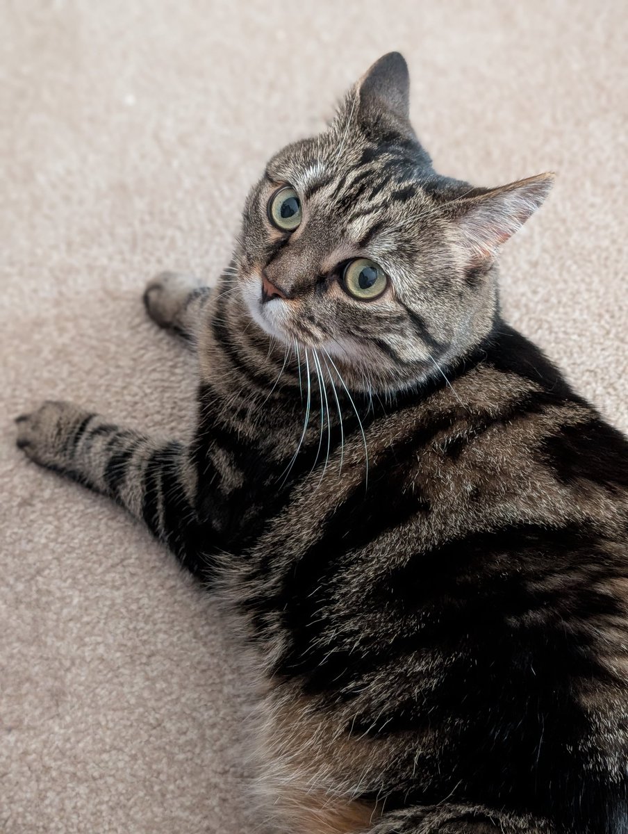 Is that a treat in your hand? Please? Have a wonderful week everyone and everyfur. I love you 💖 #CatsOfTwitter #Tabby #Hedgewatch