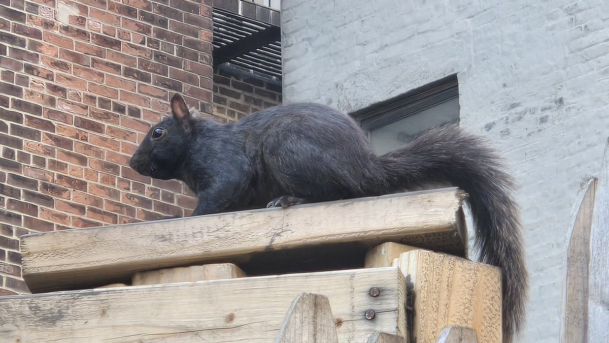 thank you melanistic squirrel that lives by my building