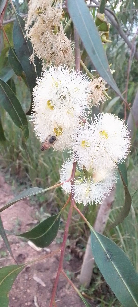 𝐎𝐮𝐫_𝐧𝐚𝐭𝐮𝐫𝐞 𝐎𝐮𝐫 𝐟𝐮𝐭𝐮𝐫𝐞 (@nature_we_own) on Twitter photo 🌼🐝 Pollinators are small, but their impact is huge.
They help produce 1 in every 3 bites of the food we eat.
Bees, birds, butterflies, bats & more keep our world blooming 🌍🌸
This #PollinatorWeek, let’s protect the creatures that feed us.
#ProtectPollinators #NatureMatters 🌼🐝 Pollinators are small, but their impact is huge.
They help produce 1 in every 3 bites of the food we eat.
Bees, birds, butterflies, bats & more keep our world blooming 🌍🌸
This #PollinatorWeek, let’s protect the creatures that feed us.
#ProtectPollinators #NatureMatters