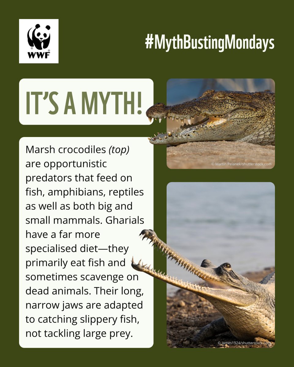 Muggers and gharials might look similar at first glance, but a closer look at their jaws reveals just how differently they feed, even while sharing the same waters. 

Kick off every week by unlearning environment myths with WWF-India’s #MythbustingMondays #WWFIndia