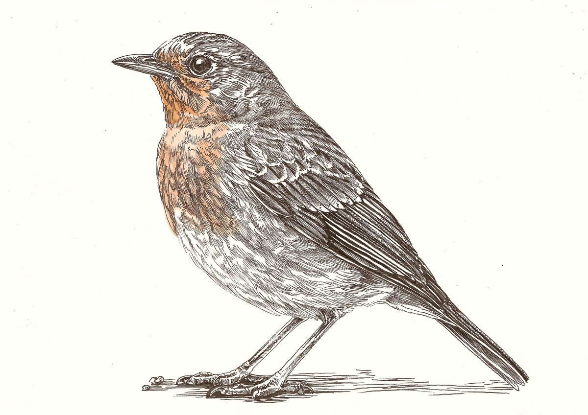 Tekening 1. Roodborst

‘Kleur de dag’
Inkt en aquarel op papier
21 x 29,7 cm