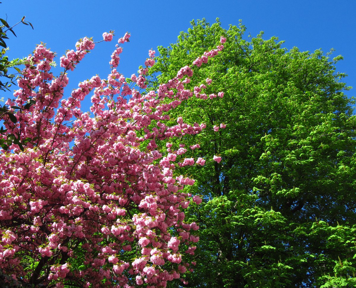 ametoilee's tweet photo. when pink meets green https://t.co/dXIIOV4aUH
