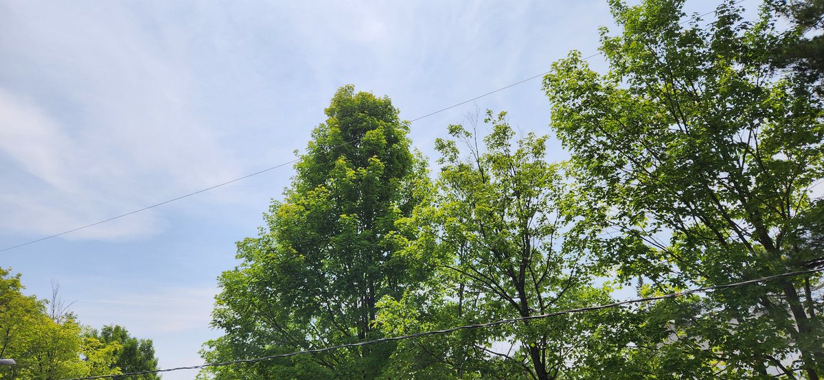malaf01's tweet image. Dans les Laurentides, si tu veux voir un beau ciel bleu c&apos;est avant 9h que ça se passe.
Quelques traînés de condensation plus tard et on a un beau soleil gris pour le reste de la journée. Je vous partage le ciel de ma matinée entre 7h et midi...