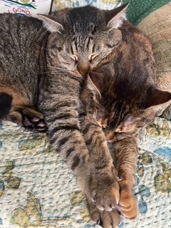 PoundstoneInst's tweet image. The CATS OF THE WEEK are Scooter &amp;amp; Penny from Paradox, NY! #cats #catsoftheweek #nobodylistenstopaulapoundstone