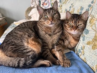 PoundstoneInst's tweet image. The CATS OF THE WEEK are Scooter &amp;amp; Penny from Paradox, NY! #cats #catsoftheweek #nobodylistenstopaulapoundstone