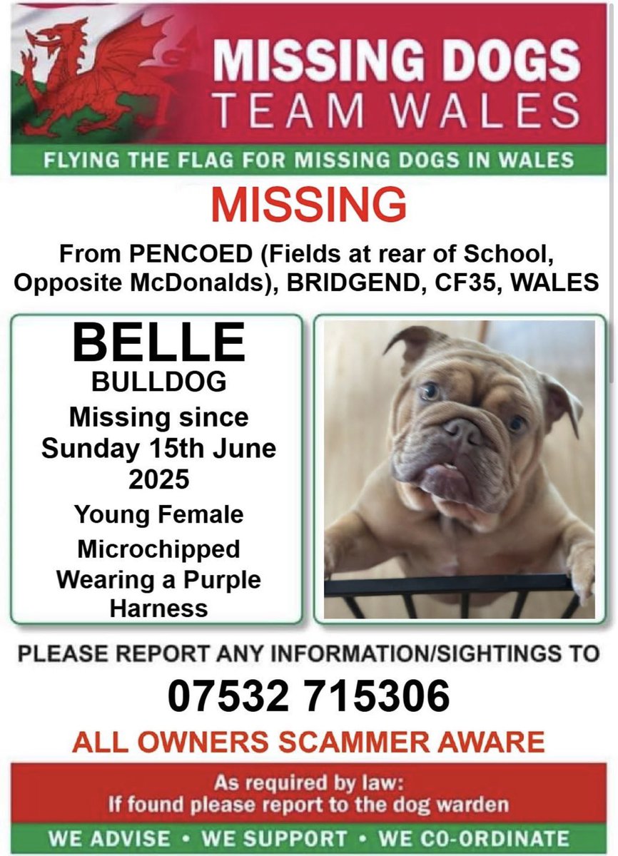 missingdogwales's tweet photo. ❗❗#BELLE #MISSING From #PENCOED (Fields at rear of School, Opposite McDonalds), #BRIDGEND, #CF35 Area #WALES❗❗

❗ SINCE SUNDAY 15th JUNE 2025.

❗PLEASE LOOK OUT FOR BELLE AND CALL NUMBER WITH ANY SIGHTINGS/INFORMATION❗ https://t.co/nVx4xGp3aR
