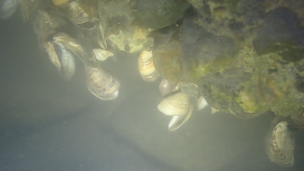 numenini's tweet photo. On Friday in River Rhône at Chemin du Moulin des Frère, glorious swim (19.6°C) but useless snorkel, almost 0 vis due to inflow from Arve to crystal clear waters flowing from Lake Geneva. Saw only #InvasiveAlien Zebra mussels (dead?), Spiked Water Milfoil &amp; a fish jump #MySwim 1/4 https://t.co/SD6xQin7ri