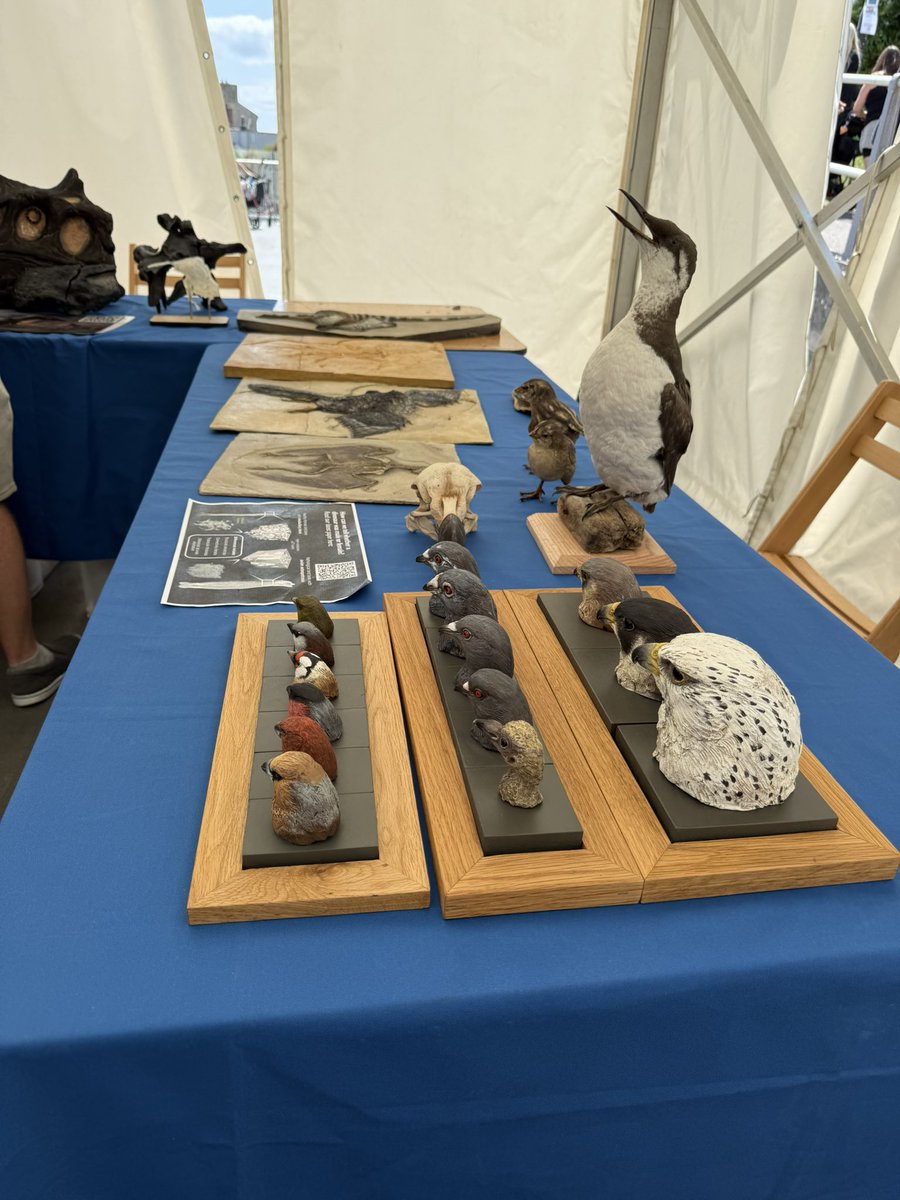 GruiformAbi's tweet image. Great weekend at the Lyme Regis fossil festival representing palaeobiology at @unisouthampton- featuring bird evolution, baby seagulls and (unexpectedly) a visit from a bottlenose dolphin!