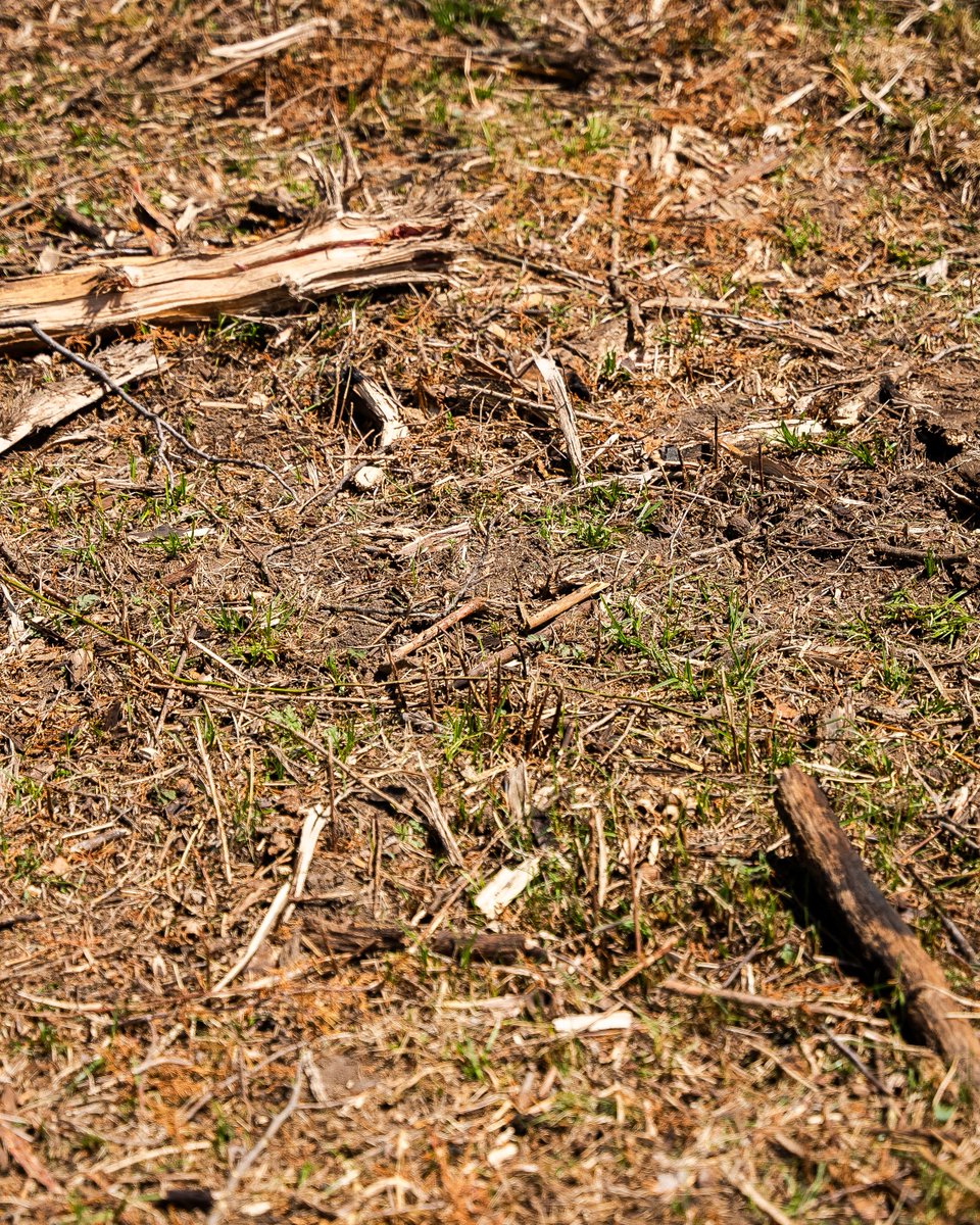 Whitetail work in full swing. One of our favorite habitat enhancements is increasing soft transitions. Getting more sunlight to the dirt for natural vegetation and even planting native grasses can be deer magnets for security cover and transitional travel routes. We live for the