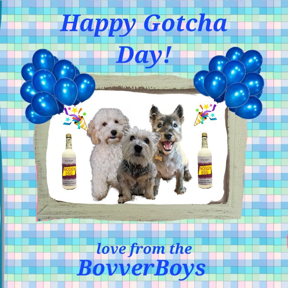 JACK BovverBoy (@jennystape) on Twitter photo Happy Gotcha Day Nina ๐
Love from Jack, Rupes and Norm xxx
<a href="/Norman_Dillon1/">Norman the Bandit Bovver๐</a> #BovverBoys
#BovverBoysForever Happy Gotcha Day Nina ๐
Love from Jack, Rupes and Norm xxx
<a href="/Norman_Dillon1/">Norman the Bandit Bovver๐</a> #BovverBoys
#BovverBoysForever