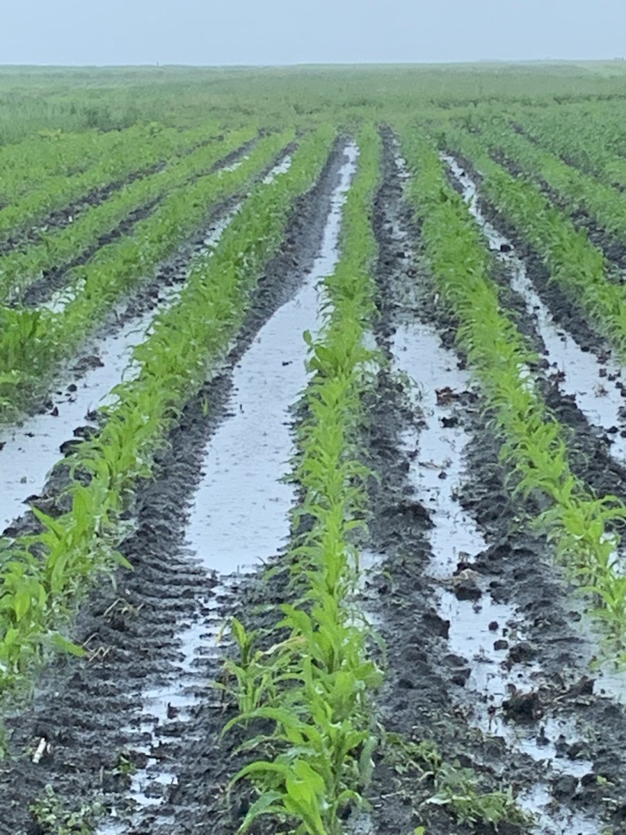 A little over an inch of rain in about an hour today <a href="/ISUNorthernRF/">ISU Northern</a>