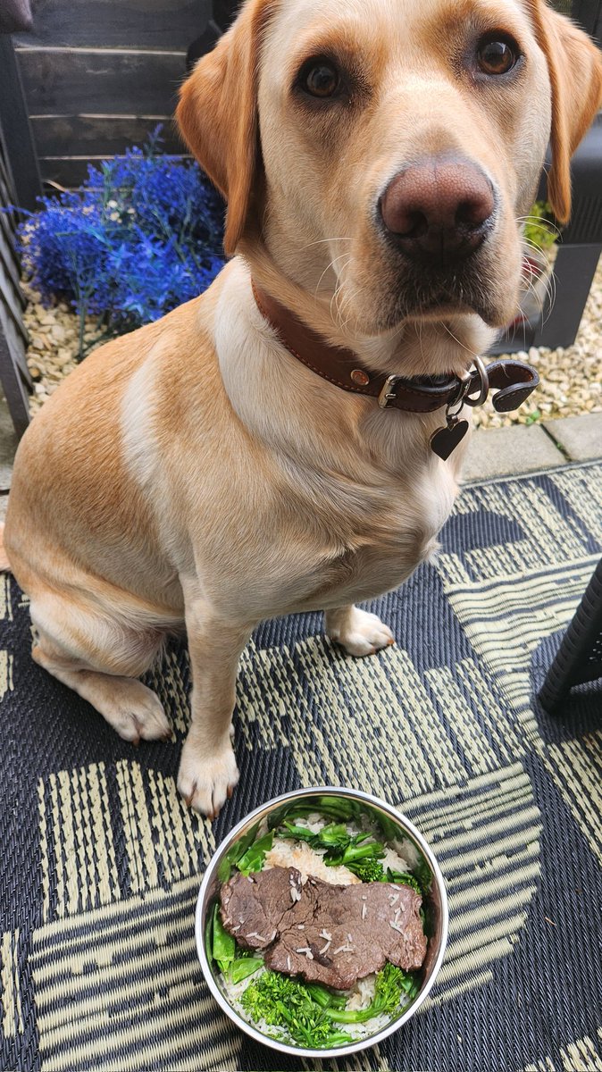 RubyxVakyries's tweet image. I worked so hard today, Mamma made me steak🥩🤤
#servicedogs