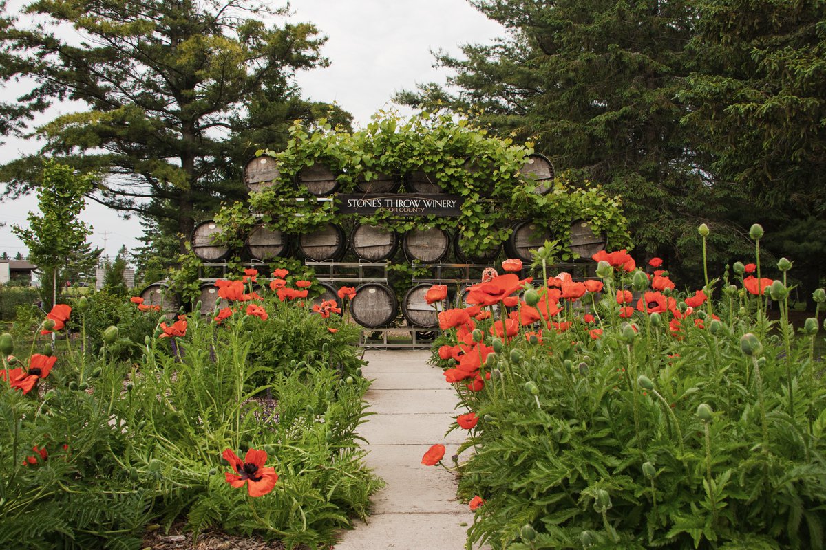 StonesThrowWine's tweet photo. Our poppies are in full bloom! Come and catch them while you can... they won't be here long! https://t.co/fEgX6hxFQy