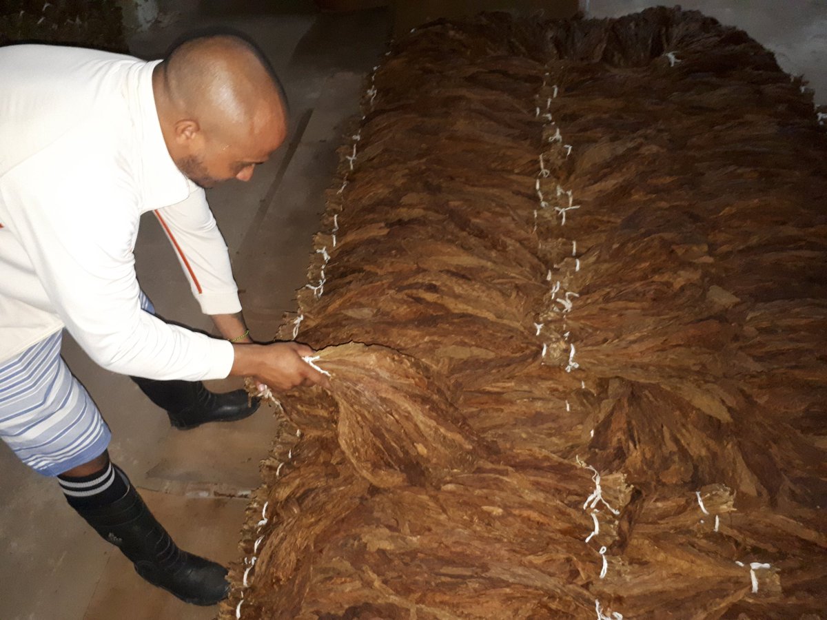 Un monto de 501 toneladas fue el saldo acopiado de la cosecha de tabaco en Artemisa, sobrepasando en 3 toneladas la cifra planificada para la campaña tabacalera 24-25.  
.
.
#ArtemisaJuntosSomosMás