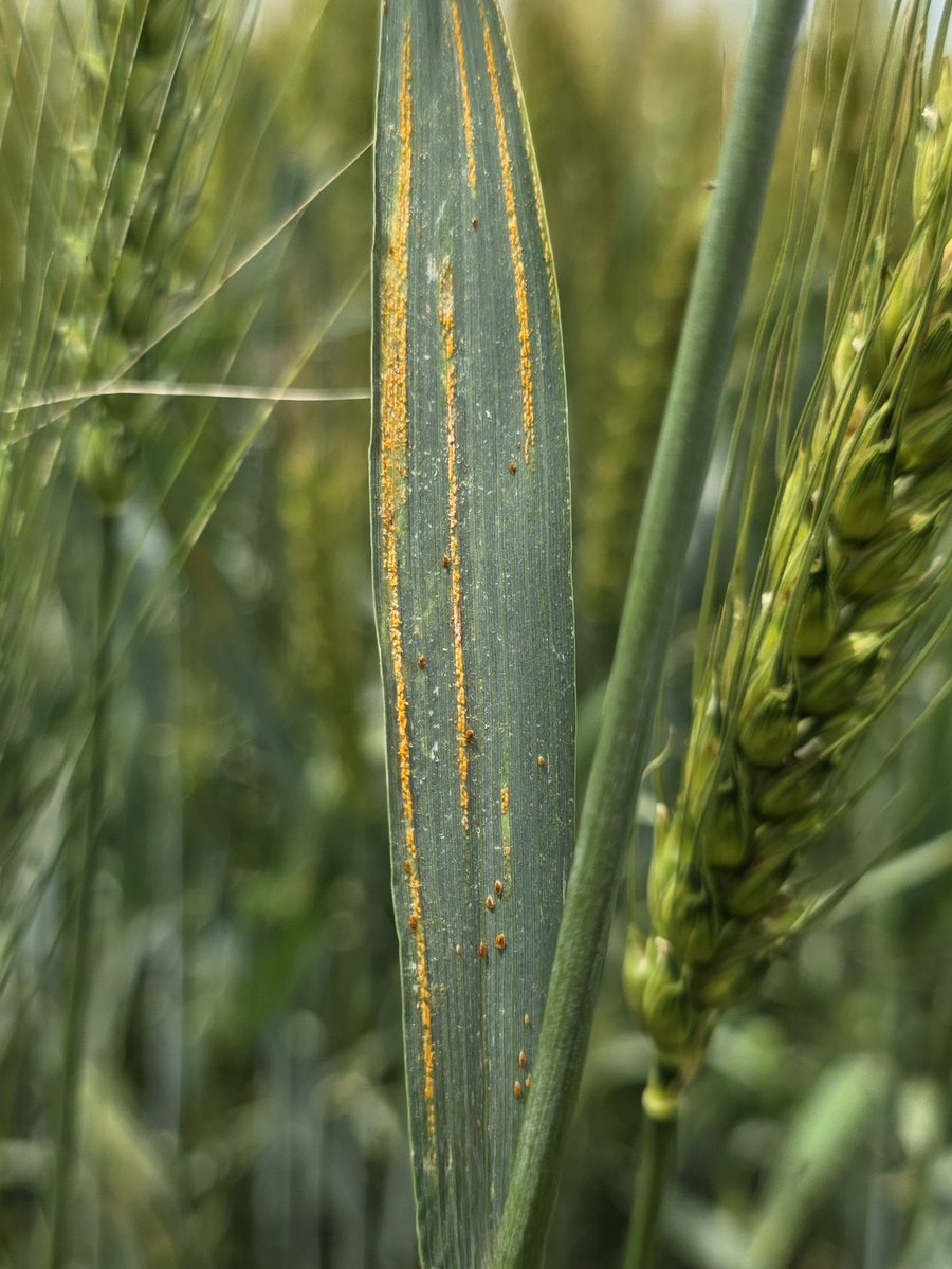 FombaJanis's tweet photo. I'm currently in the field collecting symptomatic samples of bacterial leaf streak in wheat.  This is the second year of the survey, and we've successfully isolated BLS and other pathogens.🌾👍
I came across stripe rust, Leaf rust, FHB and others. #UNLPLANTPATHOLOGY #WHEAT2025BLS https://t.co/FGGsvK3v4k