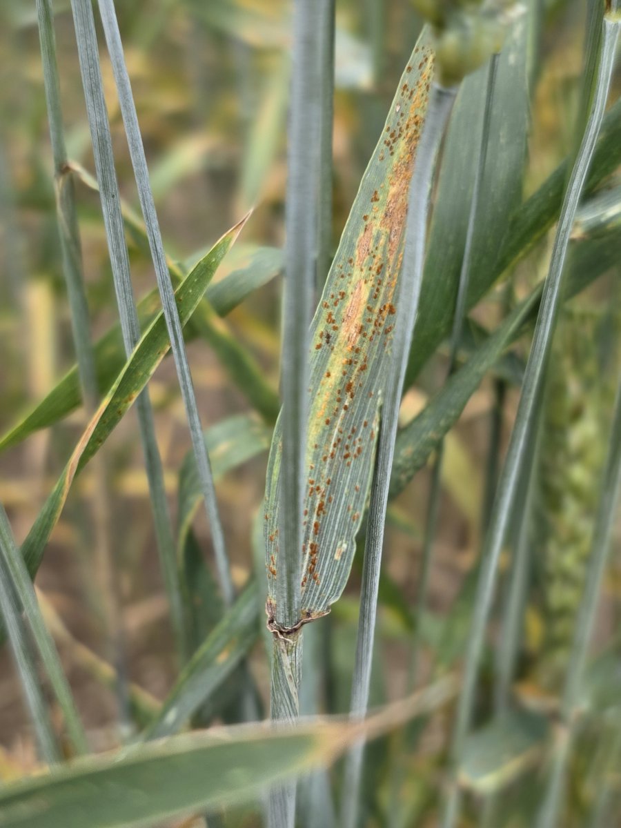 FombaJanis's tweet photo. I'm currently in the field collecting symptomatic samples of bacterial leaf streak in wheat.  This is the second year of the survey, and we've successfully isolated BLS and other pathogens.🌾👍
I came across stripe rust, Leaf rust, FHB and others. #UNLPLANTPATHOLOGY #WHEAT2025BLS https://t.co/FGGsvK3v4k