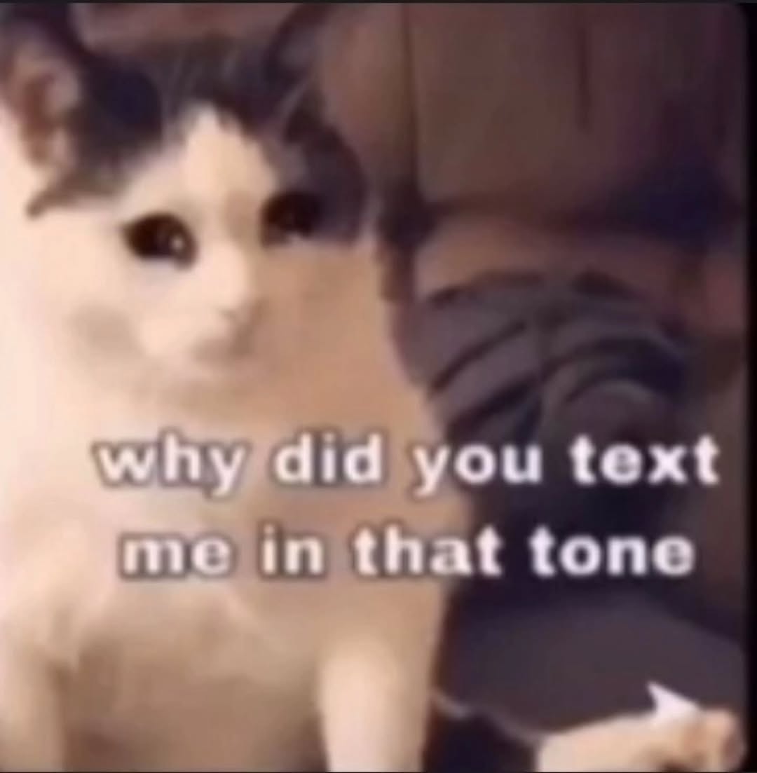 Punch Cat tweet media