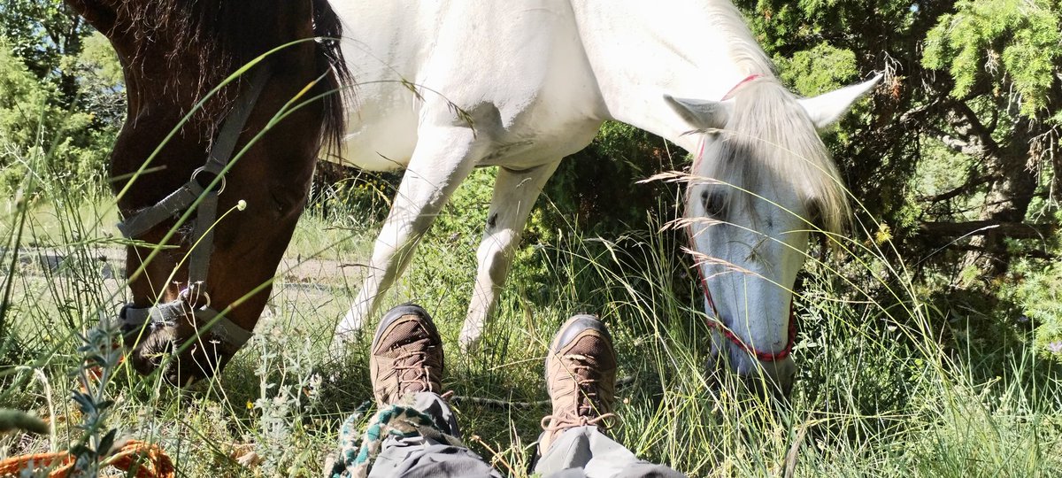 Francois Grunewald (@fr_grunewald) on Twitter photo Couché dans l'herbe, les chevaux brouttent calmement, j'appelle mes amis Iraniens qui rêvent de voir tomber le régime des Mollahs. <a href="/gallaghereport/">Gallagher Fenwick</a> <a href="/samdebendern/">Samantha de Bendern</a> #JanJihanAzadi Couché dans l'herbe, les chevaux brouttent calmement, j'appelle mes amis Iraniens qui rêvent de voir tomber le régime des Mollahs. <a href="/gallaghereport/">Gallagher Fenwick</a> <a href="/samdebendern/">Samantha de Bendern</a> #JanJihanAzadi
