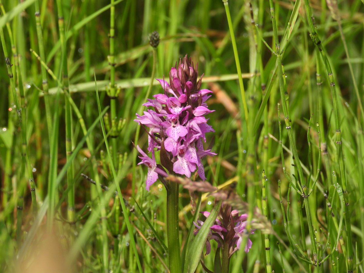 Matt Hull17 (@hull17matt) on Twitter photo Priddy Pools (15/06/25): 2 Downy Emerald, 13 Four-spotted Chaser, 5 Black-tailed Skimmer, 4 Large Skipper, 2 Comma, 1 Small Pearl-bordered Fritillary, 2 Dark Green Fritillary, 13 Meadow Brown, 3 Small Heath, 3 Ringlet & 15+ Southern Marsh Orchid. <a href="/BCSomerset/">BC Somerset & Bristol</a> <a href="/BDSdragonflies/">British Dragonfly Society</a> Priddy Pools (15/06/25): 2 Downy Emerald, 13 Four-spotted Chaser, 5 Black-tailed Skimmer, 4 Large Skipper, 2 Comma, 1 Small Pearl-bordered Fritillary, 2 Dark Green Fritillary, 13 Meadow Brown, 3 Small Heath, 3 Ringlet & 15+ Southern Marsh Orchid. <a href="/BCSomerset/">BC Somerset & Bristol</a> <a href="/BDSdragonflies/">British Dragonfly Society</a>
