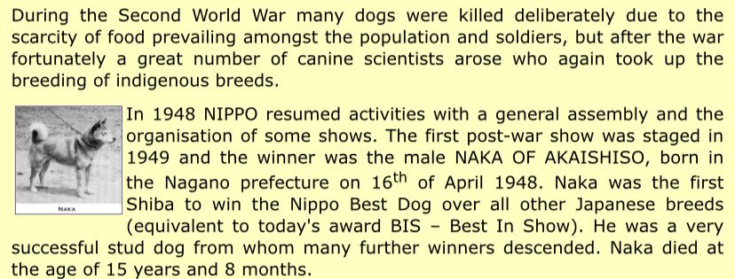 HO_FOOTBALL's tweet photo. @moneylord Best marketing: Green candles!

NAKA has a deep lore as well brate! NAKA Go saved the Shiba Inu’s breed after WW2. Take a look 👀

0x6967b9a8c0b14849cfe8f9e5732b401433fd2898 https://t.co/ekO41x9zFr