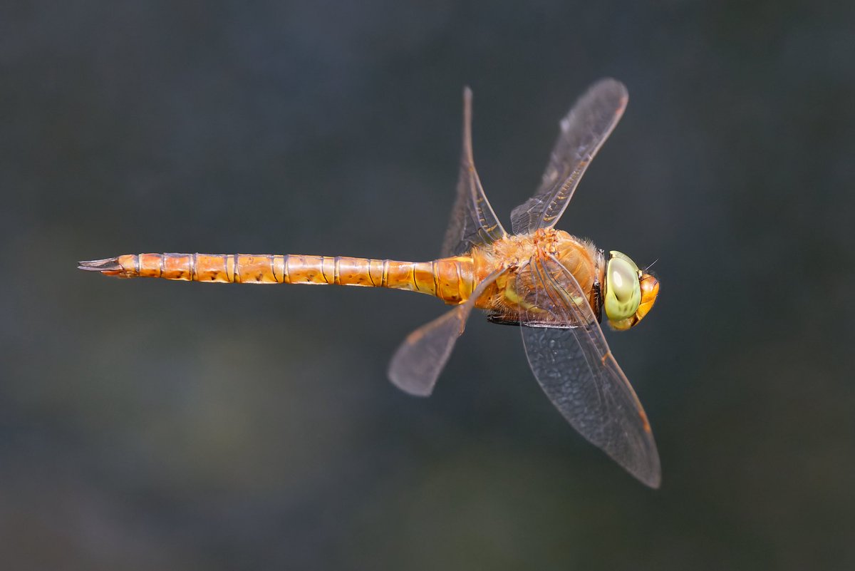 Mark Tyrrell (@marktyrrell66) on Twitter photo Spent an action-packed hour with the <a href="/WicksteedPark/">Wicksteed Park</a> Norfolk Hawkers, for some in-flight photography. Six seen in total. <a href="/BDSdragonflies/">British Dragonfly Society</a> <a href="/BBCSpringwatch/">BBC Springwatch</a> Spent an action-packed hour with the <a href="/WicksteedPark/">Wicksteed Park</a> Norfolk Hawkers, for some in-flight photography. Six seen in total. <a href="/BDSdragonflies/">British Dragonfly Society</a> <a href="/BBCSpringwatch/">BBC Springwatch</a>