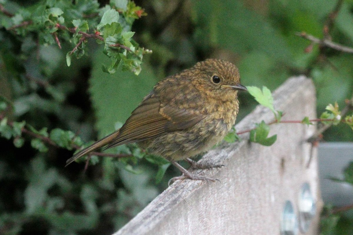 MrSteveyJames's tweet image. A few photos of one of the young Robins in and around the garden at our farm #Chesterfield #Derbyshire at the weekend #TwitterNatureCommunity #TwitterNaturePhotography @Derbyshirebirds @DerbysWildlife @NatureUK @BBCSpringwatch @shefbirdstudy @Natures_Voice