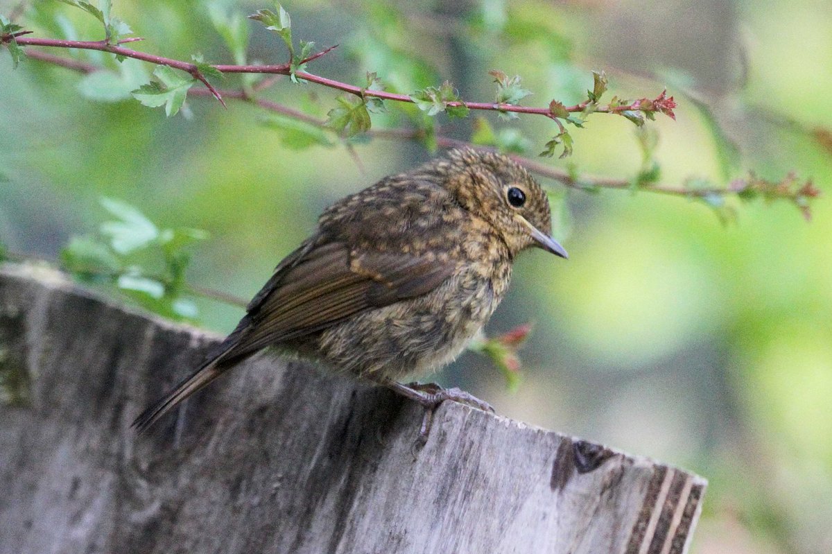 MrSteveyJames's tweet image. A few photos of one of the young Robins in and around the garden at our farm #Chesterfield #Derbyshire at the weekend #TwitterNatureCommunity #TwitterNaturePhotography @Derbyshirebirds @DerbysWildlife @NatureUK @BBCSpringwatch @shefbirdstudy @Natures_Voice