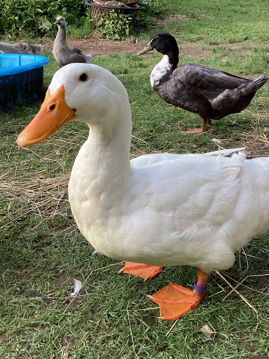 JanisD19's tweet photo. #mallardmonday Happy Mallard Monday from Chuck the Duck. One of Duckworlds alpha males https://t.co/W61tqcezO8