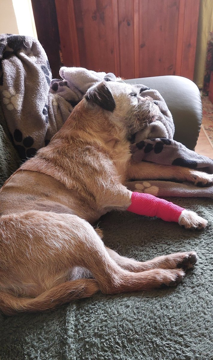 I'm still ere pals..3 stomach ulcers biopsied, lots of IV fluids and home for a night with mum before I return to vets for the day tomo  #GruffsPorch #BTPosse