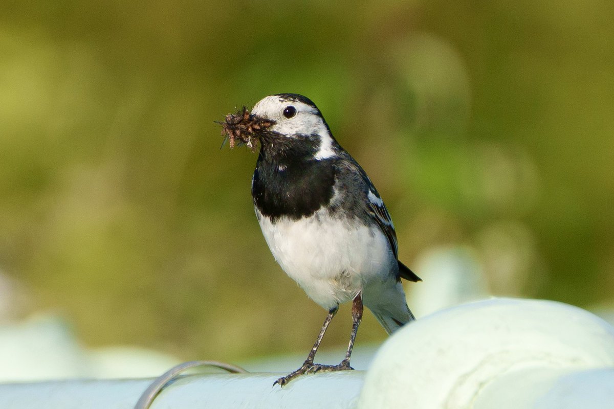 stancoddles's tweet image. Wagtail getting ready for dinner
