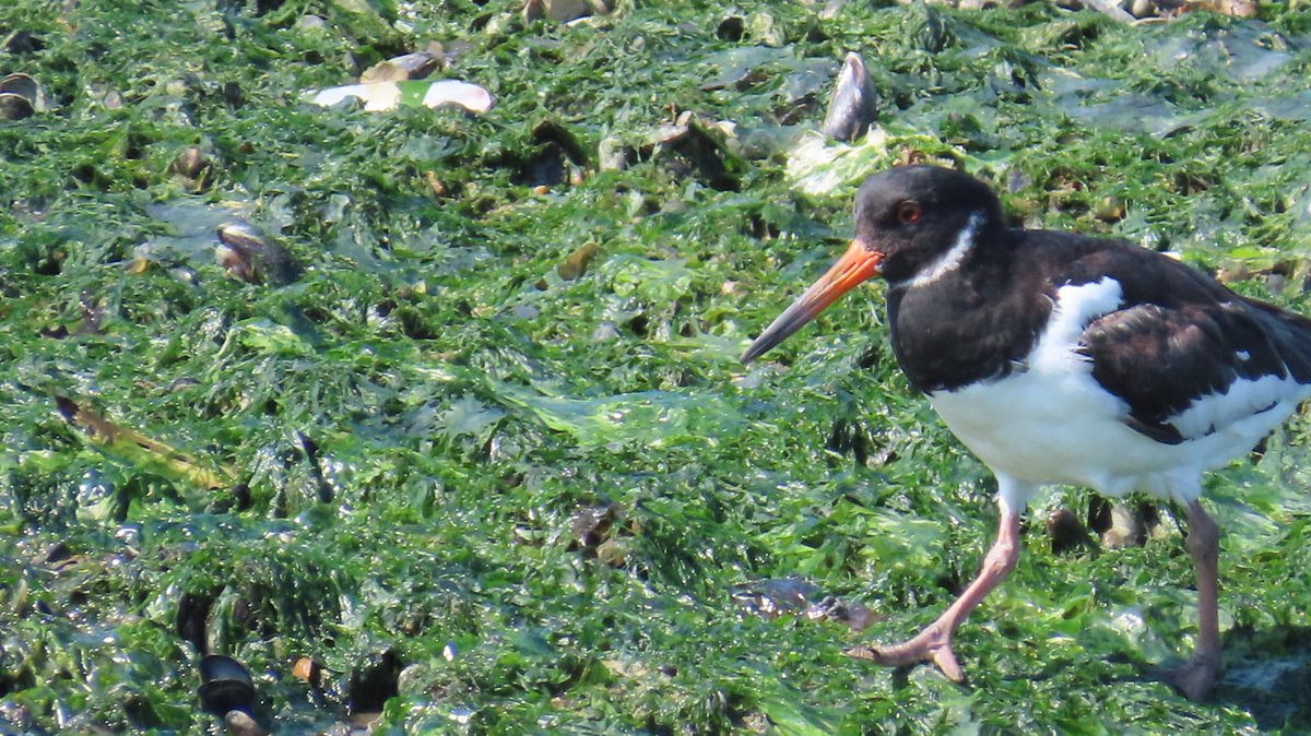 MvStuijvenberg1's tweet photo. De jeugd heeft de toekomst.
๐ฆค #BrandGans
๐ฆค #ScholEkster
๐ฆค #Spreeuw
๐ฆค #WitteKwikStaart
๐ฆค #BirdsSeenIn2025
๐ฆค #Donderdag https://t.co/cCC6s0tDSW