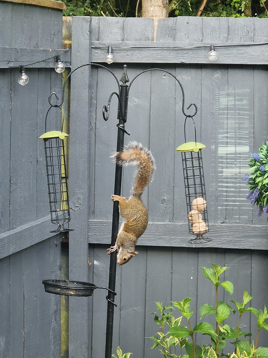A grey squirrel caught in the act in our back garden! #squirrel #greysquirrel #wildlife #northtyneside