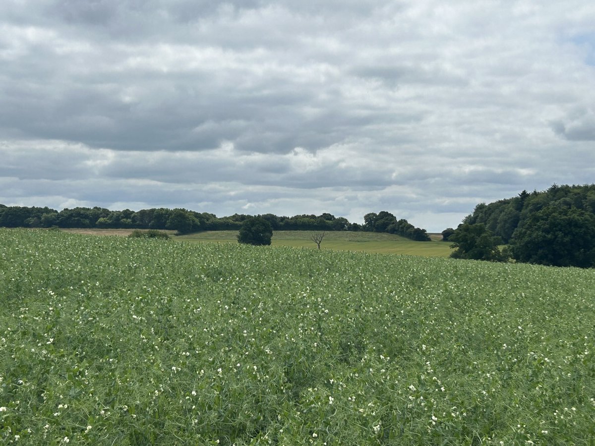 Sally Harris tweet media