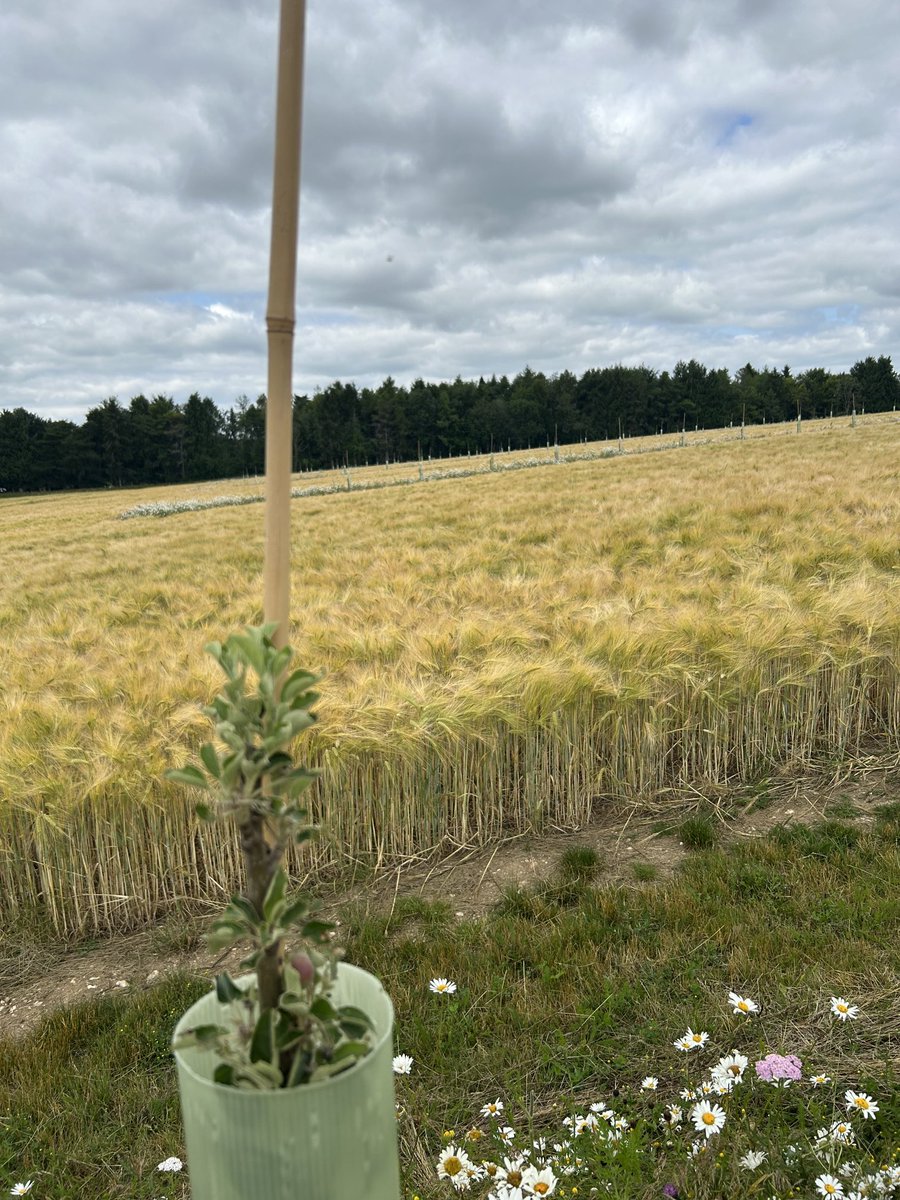 Sally Harris tweet media