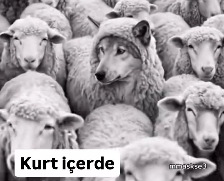 bu tarz kenarında köşesinde yazı yazan videolar (mmaske3, fatsports) flood