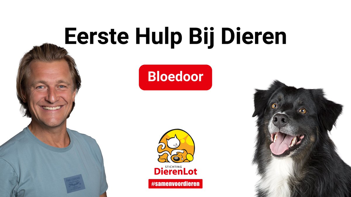 Stichting DierenLot (@dierenlot) on Twitter photo Oeps, een bloedoor! Wat nu? In ons EHBD filmpje geeft <a href="/PietHellemans/">Piet Hellemans</a> antwoord op deze vraag ➡️ tinyurl.com/56xycfrs Oeps, een bloedoor! Wat nu? In ons EHBD filmpje geeft <a href="/PietHellemans/">Piet Hellemans</a> antwoord op deze vraag ➡️ tinyurl.com/56xycfrs