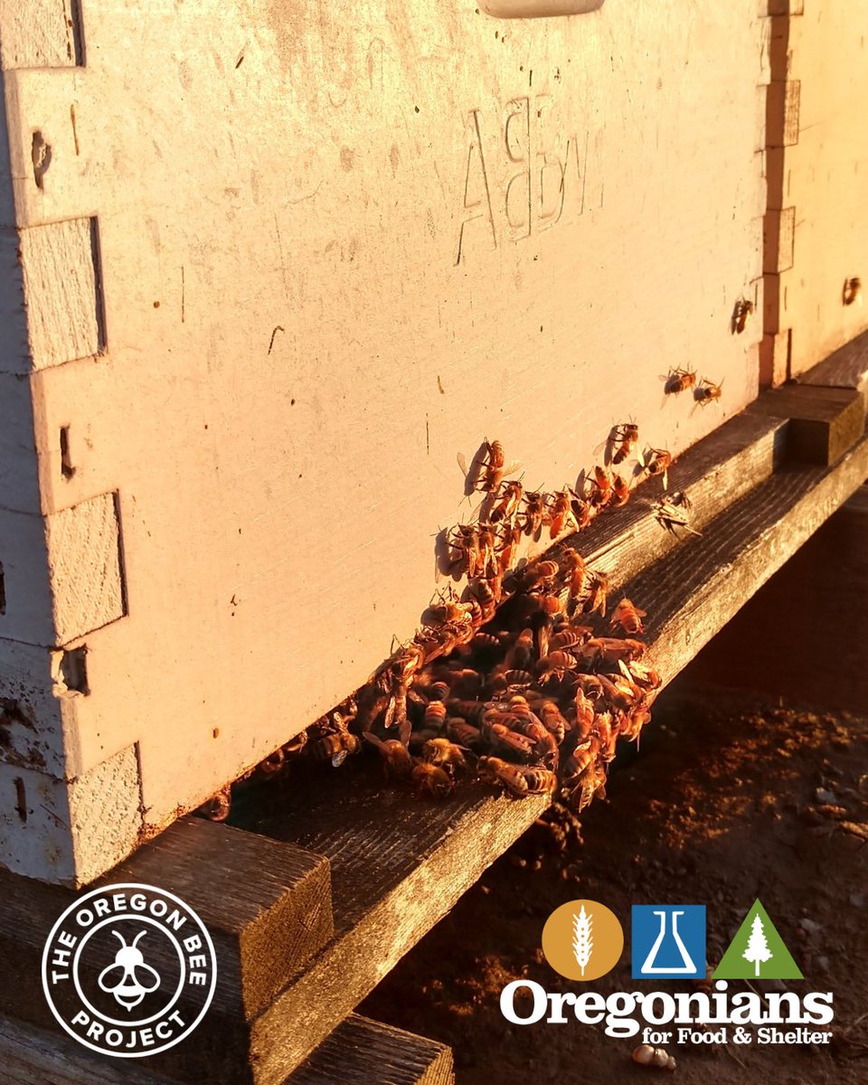 It's Pollinator Week! 
OFS has partnered with the <a href="/oregonbeeproj/">Oregon Bee Project</a> to promote and support the science-based strategy for protecting and promoting both wild and managed bees through education, pollinator-friendly practices, and research. #OregonAgriculture #research #PollinatorWeek
