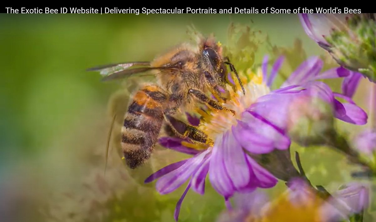 Agricultural Research Service (@usda_ars) on Twitter photo Want to see some spectacular details of some of the world’s bees? View the Exotic Bee ID Website at: loom.ly/n7g00HM
#nationalpollinatorweek Want to see some spectacular details of some of the world’s bees? View the Exotic Bee ID Website at: loom.ly/n7g00HM
#nationalpollinatorweek