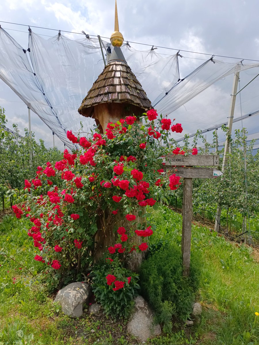 Random snapshots from South Tyrol 🇮🇹