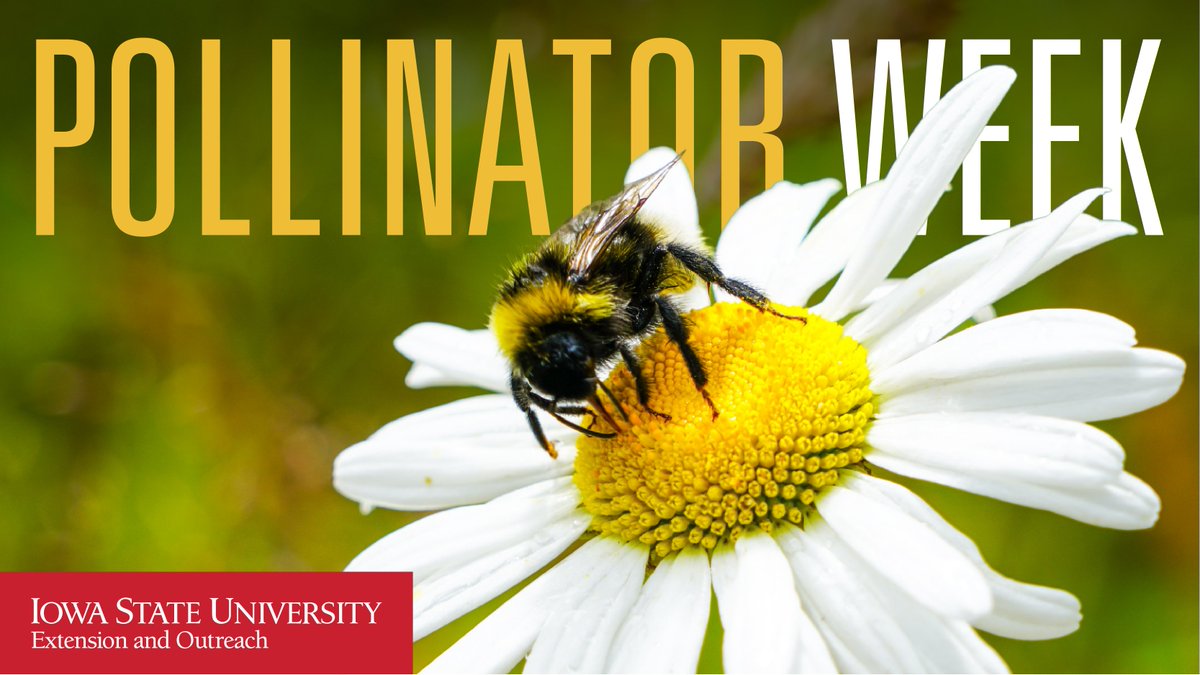 ISU Extension and Outreach (@isuextension) on Twitter photo Today kicks off pollinator week! Did you know? Bees, butterflies, and insects make our gardens grow! #pollinatorweek
To learn more about how to protect pollinators visit:
yardandgarden.extension.iastate.edu/how-to/how-gar…
Or visit <a href="/ISU_YardGarden/">Iowa State Yard and Garden</a> for more details Today kicks off pollinator week! Did you know? Bees, butterflies, and insects make our gardens grow! #pollinatorweek
To learn more about how to protect pollinators visit:
yardandgarden.extension.iastate.edu/how-to/how-gar…
Or visit <a href="/ISU_YardGarden/">Iowa State Yard and Garden</a> for more details