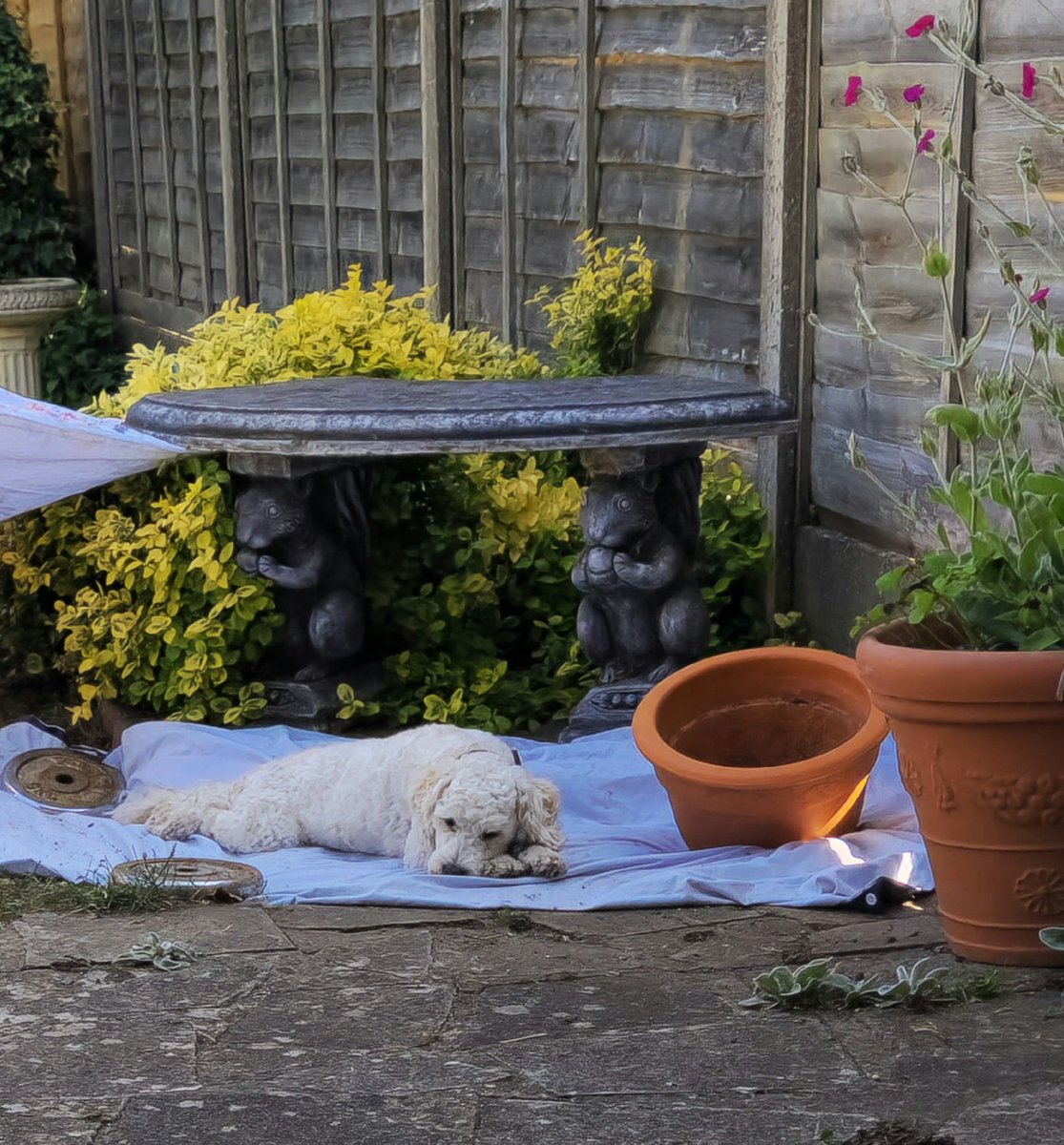 Time in the den this afternoon wiv lot's of snoozeling......
#BovverBoys #BovverBoysForever