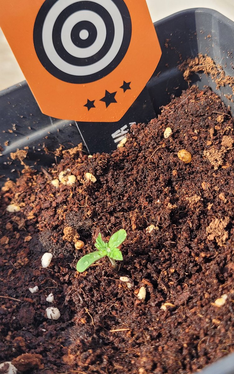 Buena tarde de #lunes con nuevas sorpresas 🔝 de <a href="/KannabiaSeeds/">Kannabia Seeds</a> sobre sustrato #SublimeMix by <a href="/ProXL_Spain/">Pro-XL</a> .
Espero haber dado en la diana 🎯
⭐️⭐️⭐️
