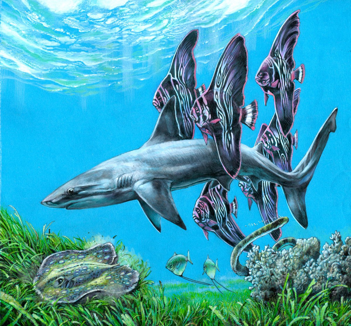 Hadn't intended to post this but liked the colours.A young Galeorhinus cuvieri with an escort of the batfish, Eoplatax. Beneath are two moonfish, Mene, and the early marine snake Archaeophis. Bottom left: the weird tailless stingray Lessiniabatis. Eocene Bolca Formation, Italy