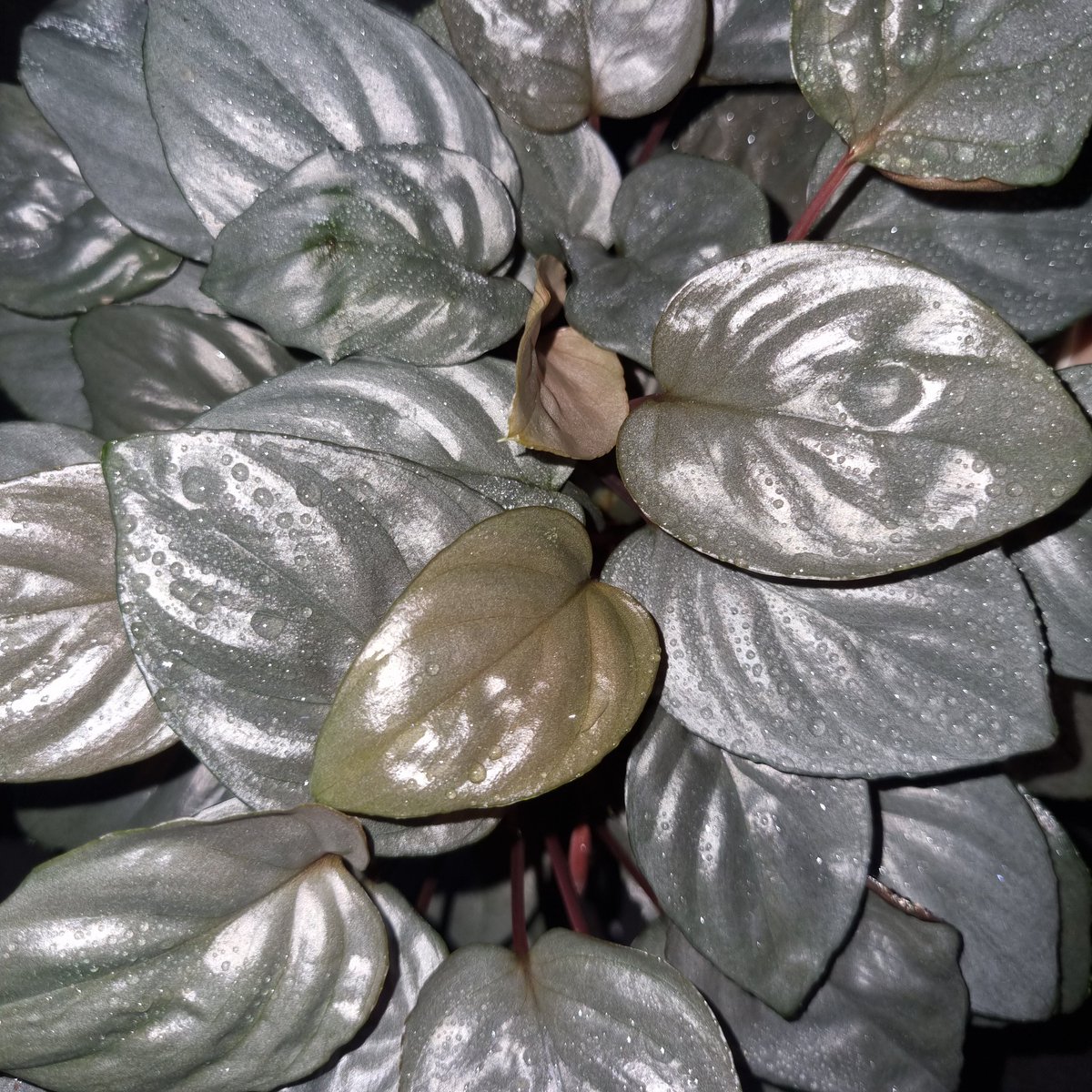 Homalomena sp.
:)

#homalomena #ホマロメナ 
#観葉植物 #熱帯植物 #雨林植物 
#熱帯雨林植物