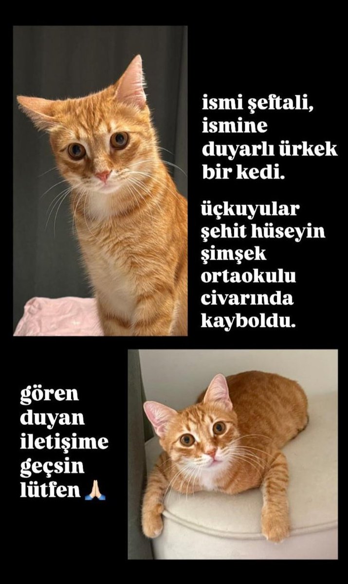 buca'da kayıp kedi ismi şeftali lütfen görürseniz iletişime geçin 🙏🙏🐈