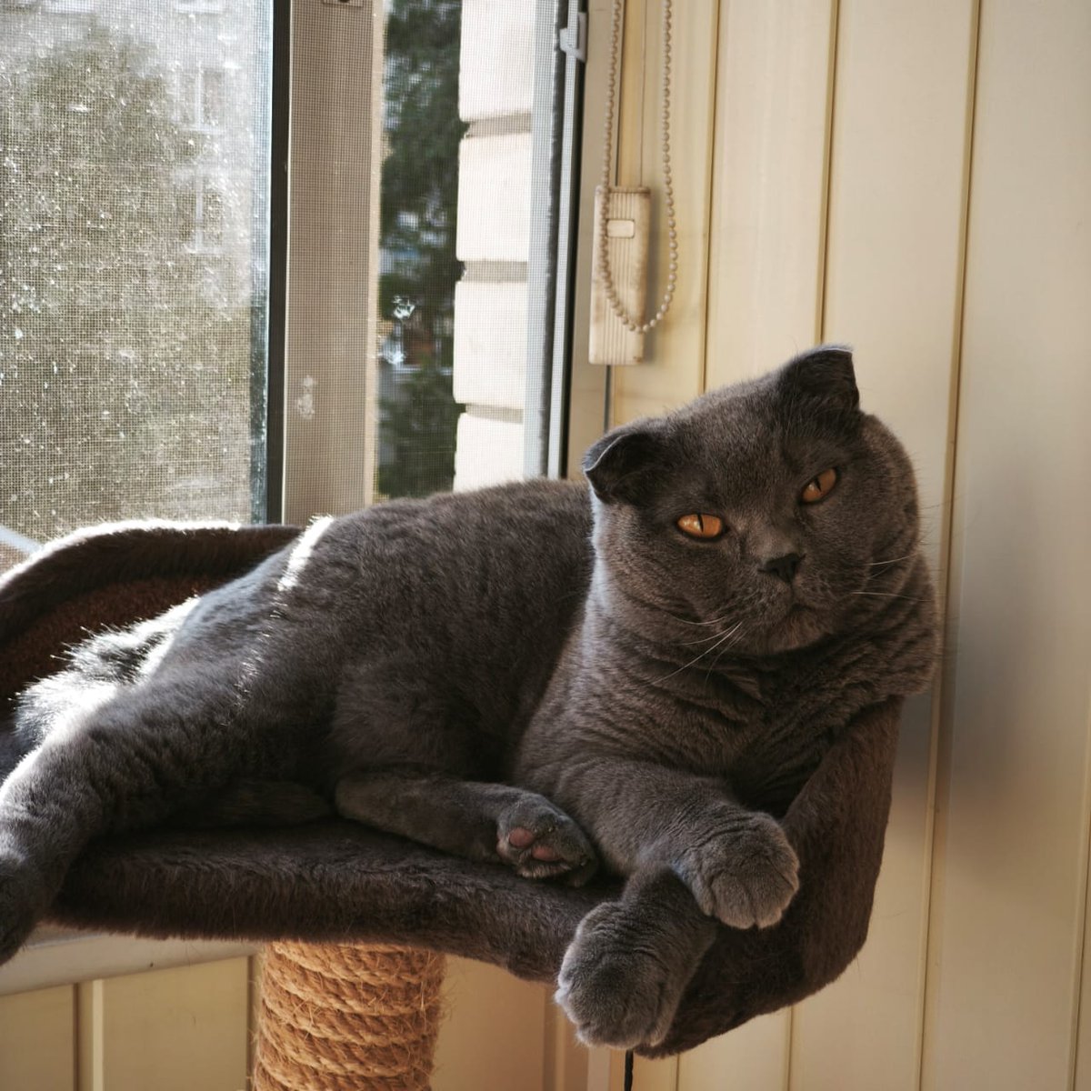 mirelander's tweet photo. Keep scrolling, peasant. This throne is taken

#cat #scottishfold #graycat #catsoftwitter #plottingyourdownfall https://t.co/IzwFHwlrDj