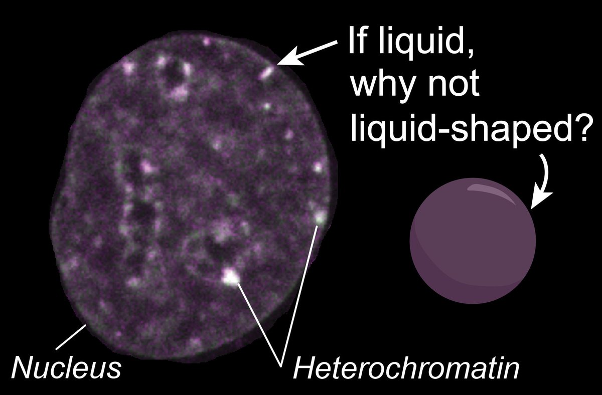 If heterochromatin is really a liquid-like condensate, why is it not spherical?

We investigated whether mechanical interactions between a condensate and a fiber network can explain the variety of morphologies seen in phase-separated nuclear compartments.
biorxiv.org/content/10.110…